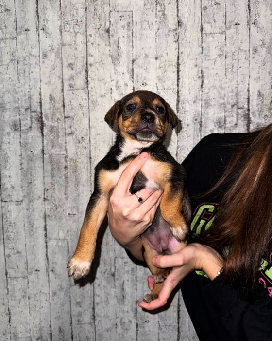 Цецення півторамісячне