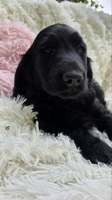 Cocker spaniel angielski chlopiec piesek o cudownym charakterze