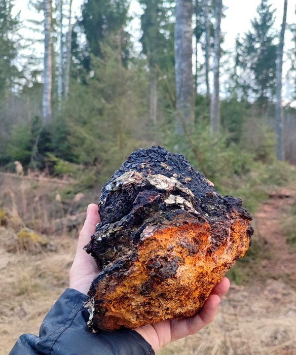 Czaga 1kg sucha  błyskoporek  huba