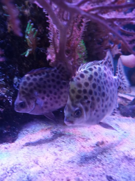 Ryba argus zielony scatophagus argus akwarium morskie