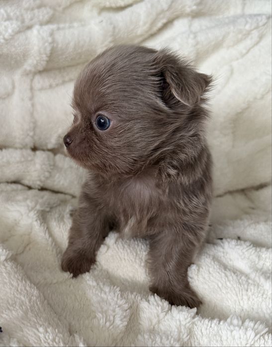Piesek Chihuahua liliowy długowłosy