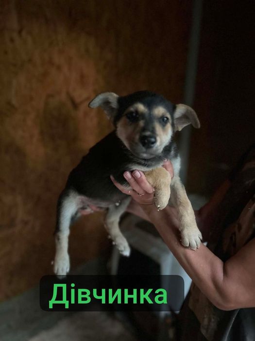 Цуценята  шукають  родину