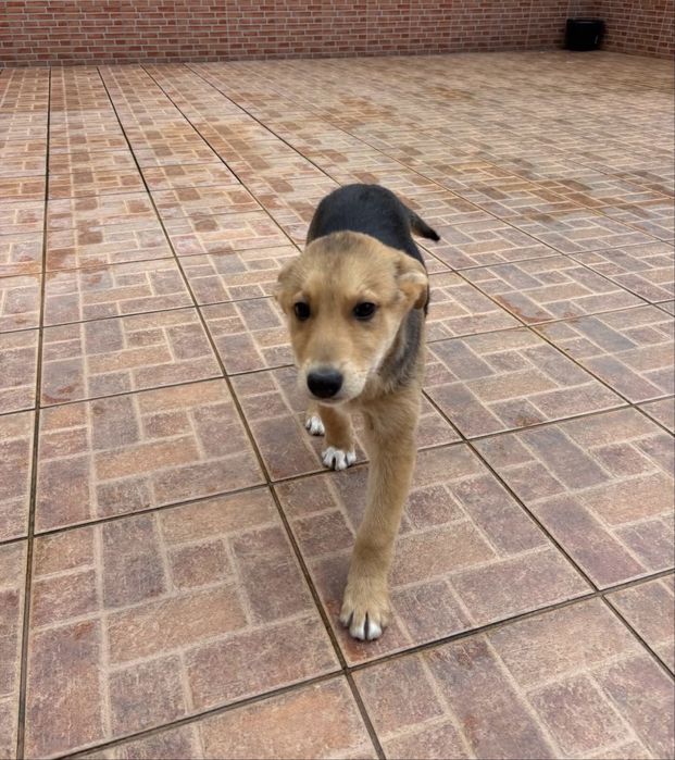 Bebé para adoção responsável