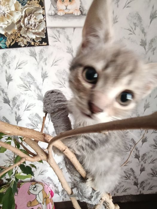 віддамо кошенятт