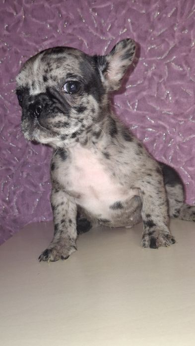 Красунечка дарк мерле