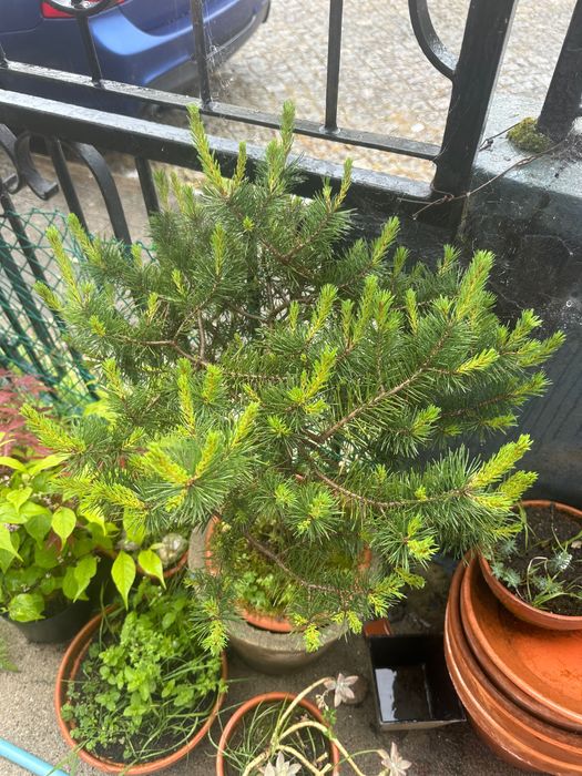 Plantas , acer japonês, feto , outras .