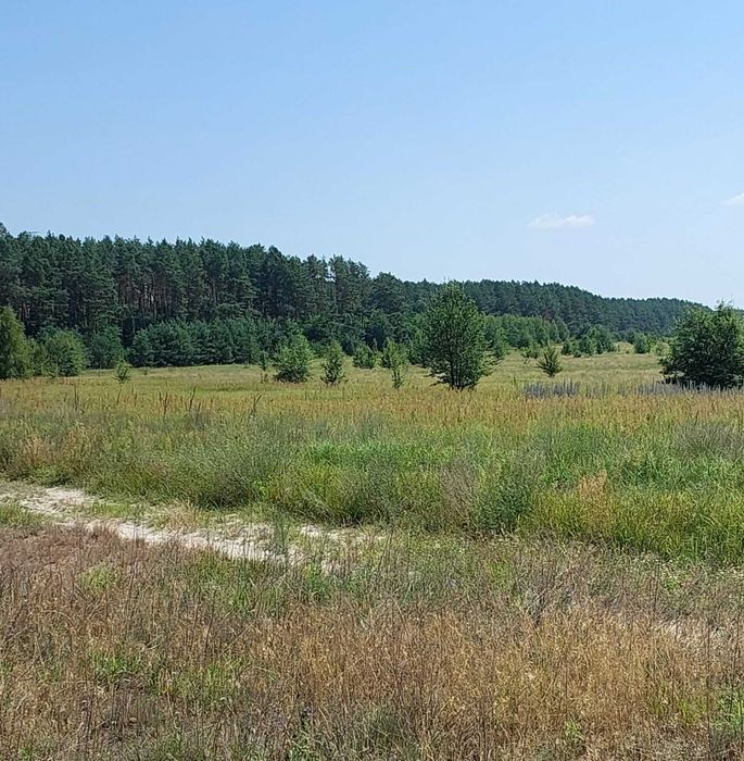 Глібівка, 43 сотки, ОСГ, з лісовими насадженнями. Шикарне місце!