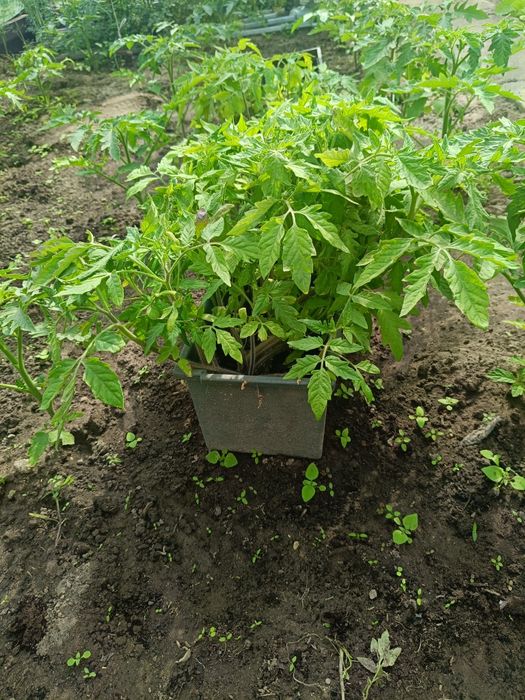 Sadzonka pomidora