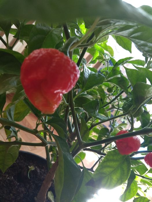 Carolina Reaper NASIONA
