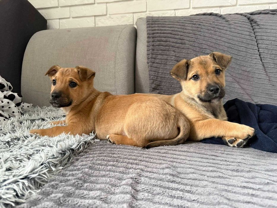 Naleśnik i Krokiet do pokochania