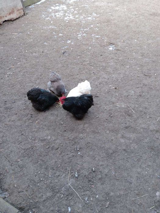 Карликові кохінхіни