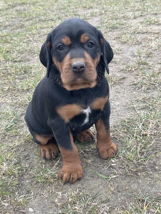 Szczeniak Gończy Polski FCI