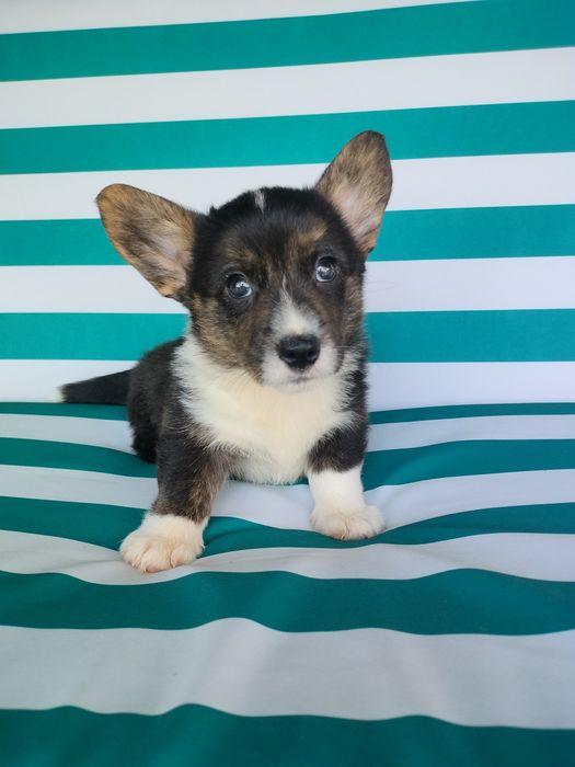 Welsh Corgi Cardigan FCI