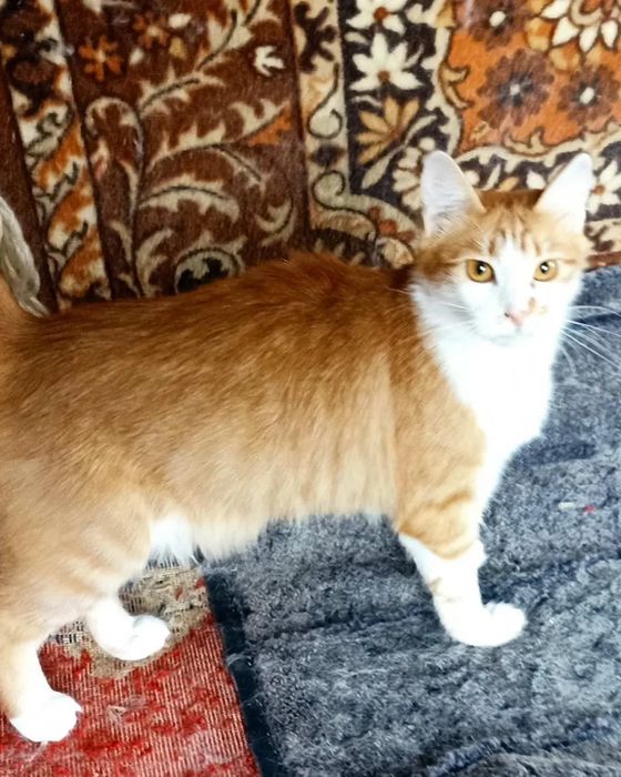 Отдам рыжую пушистую кошку, стерилизована, 1 год