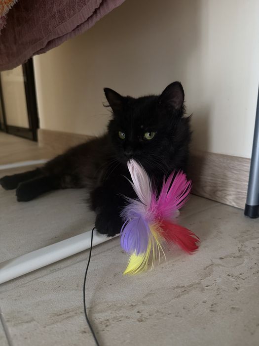 Котик шукає родину