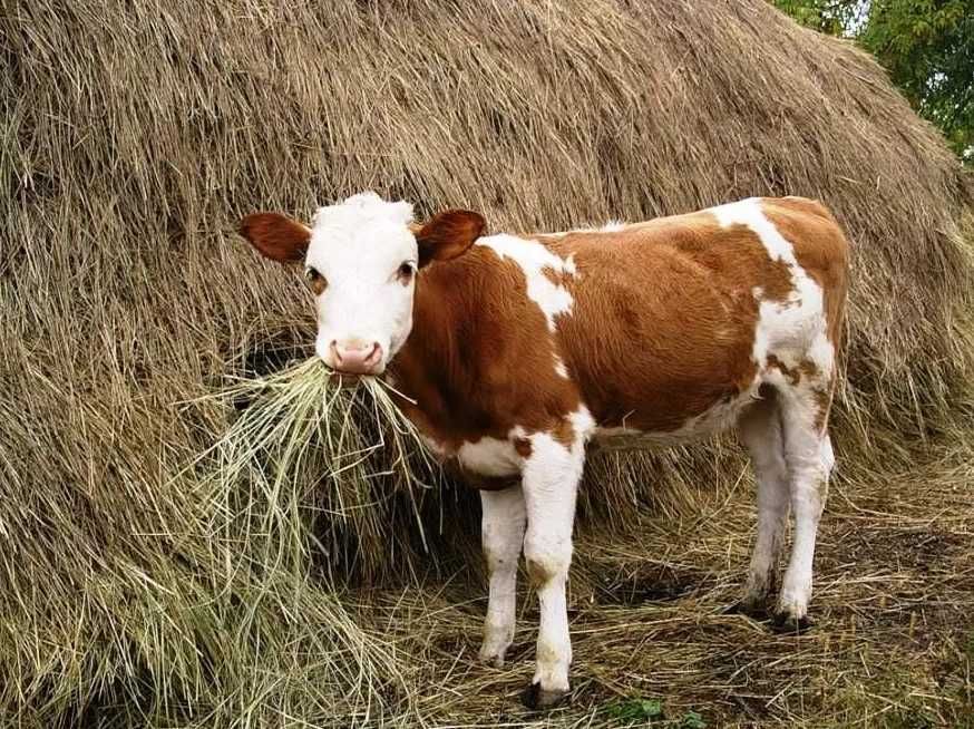 Продам Теляток Бичків от 10 голів