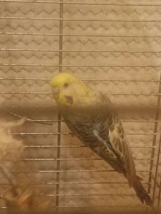 Papużki Faliste Parka