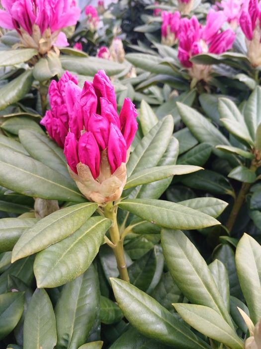 Rododendron  casmpolitan