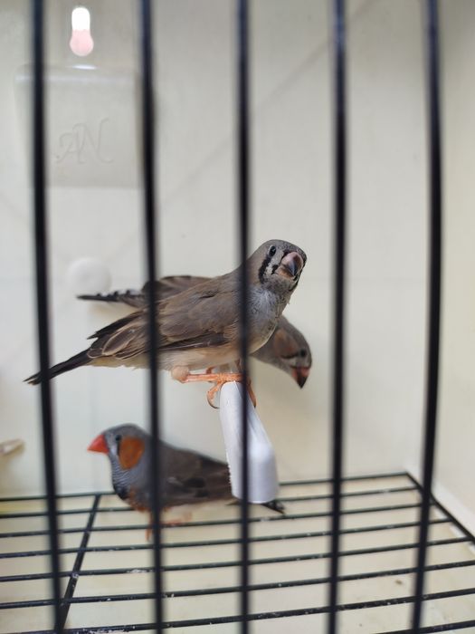 Vários mandarins novos