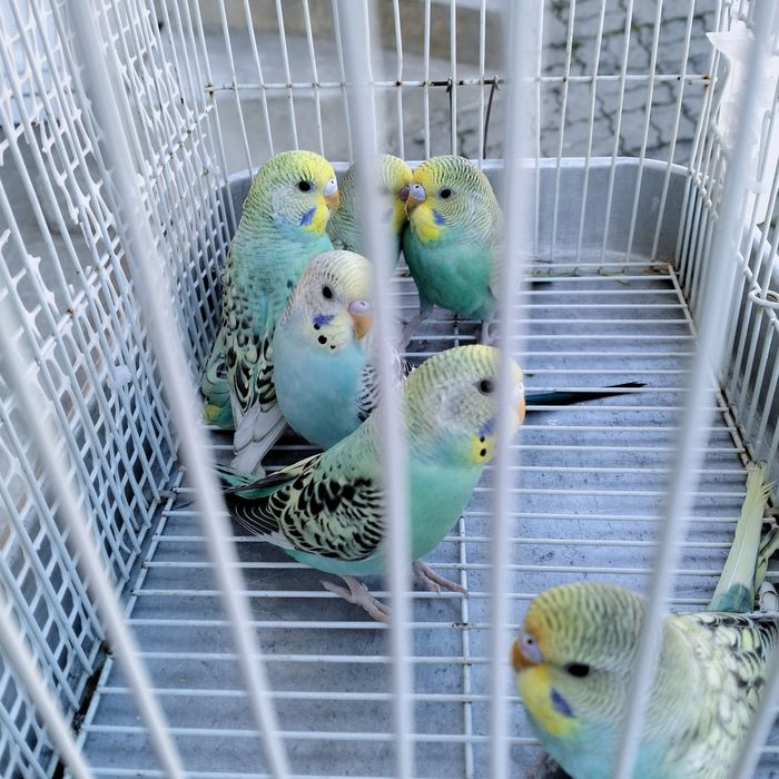 Piriquitos australianos