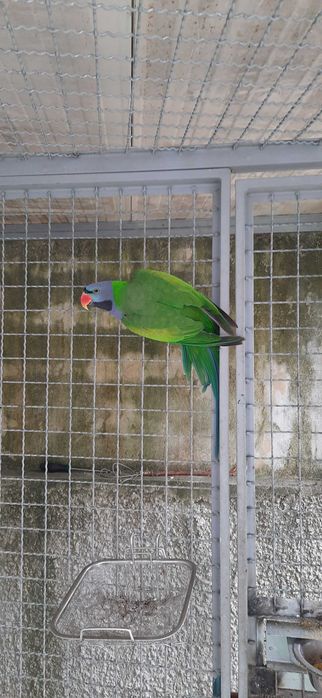 Derbiana de 2024