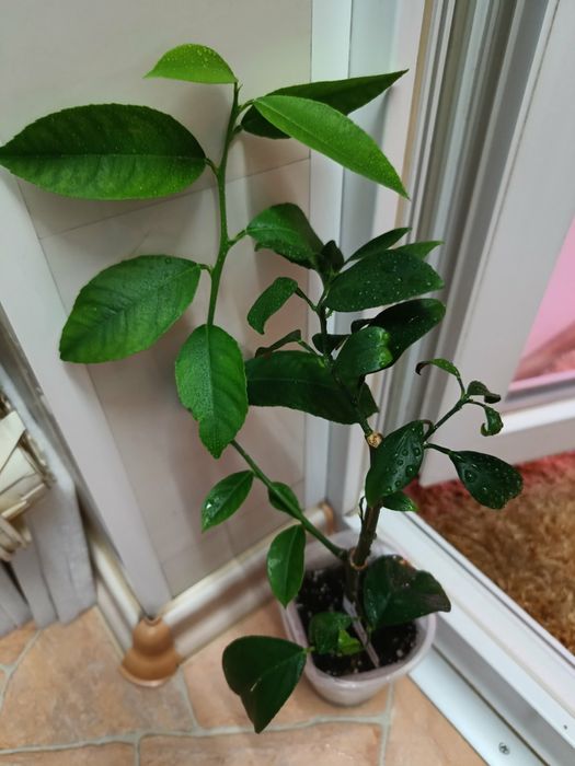 Саженец мандарина Ковано-васе + лимон Мейера