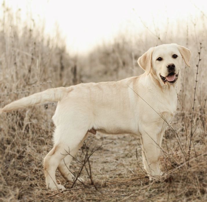 Індиввдуальне вигулювання собак м. Рівне