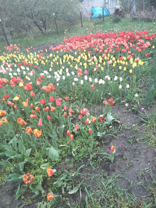 Тюльпани голандські