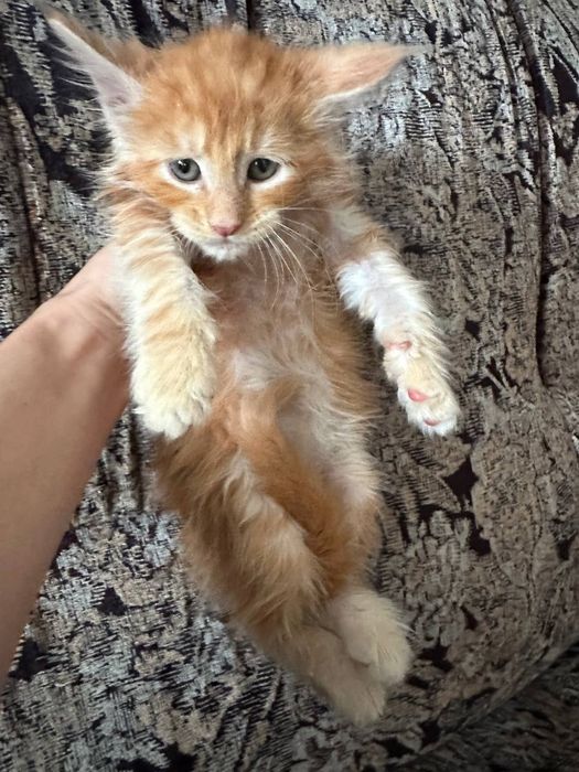 Мейн-кун хлопчик