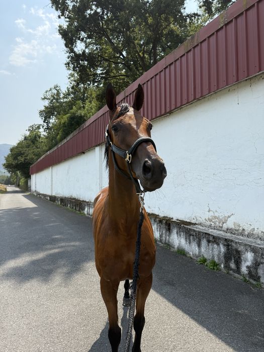 Cavalo de corrida PSI