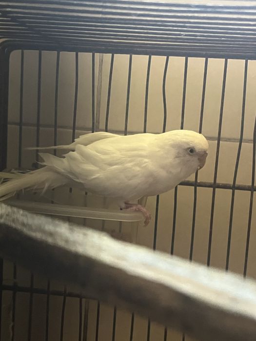 Periquita fêmea albina