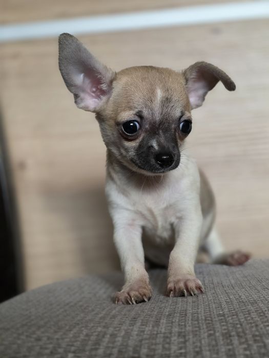 CHIHUAHUA piesek szczenię z metryką chip do odbioru