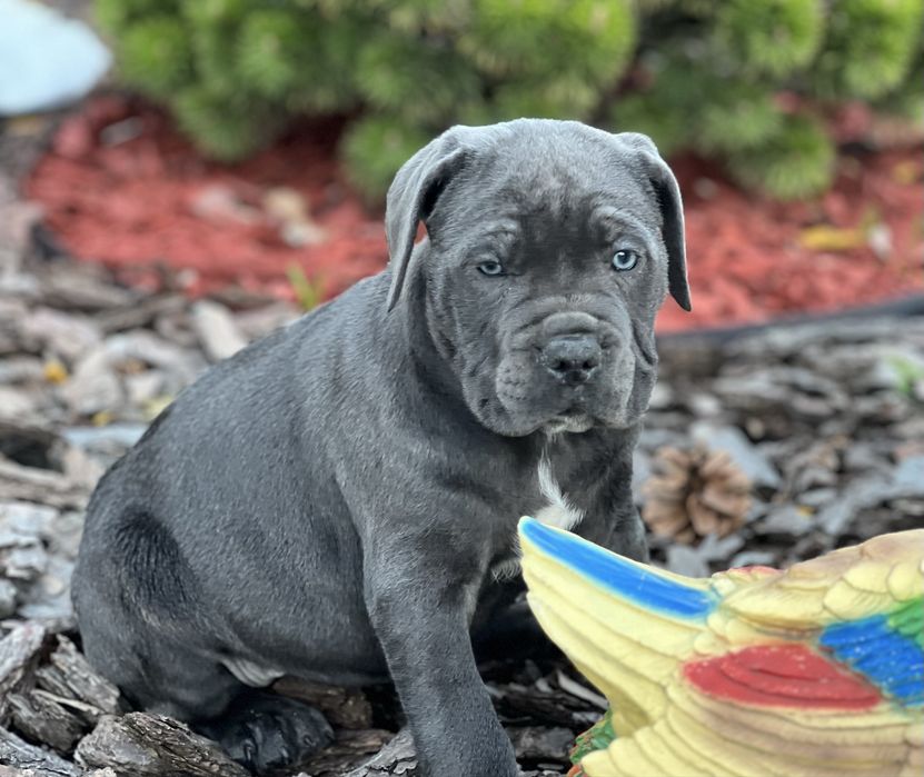 Cane corso Italiano-сірого окрасу
