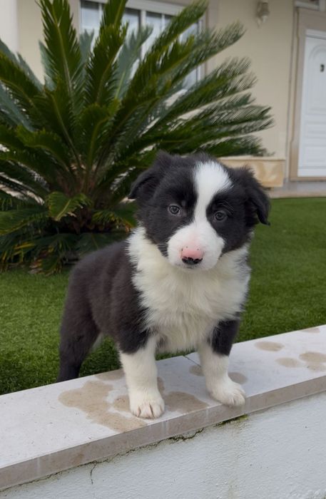 Border collie.. macho
