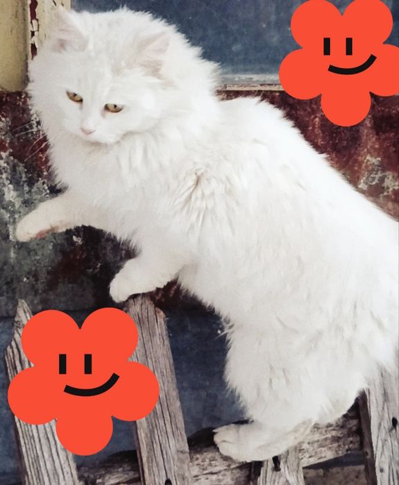 Котята турецька ангора