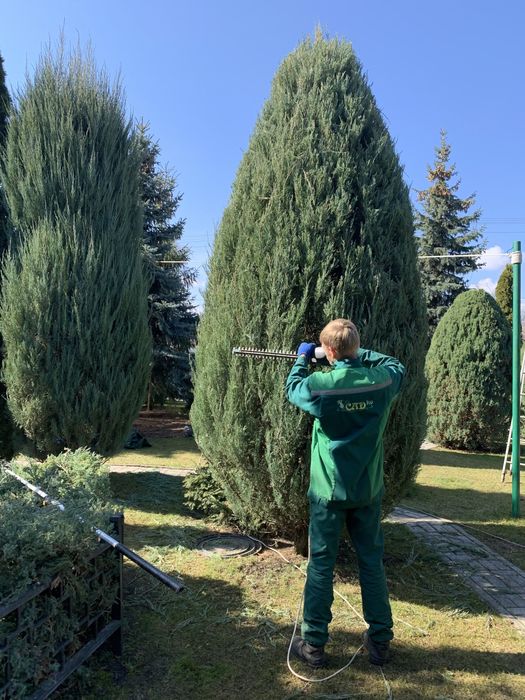 Догляд за садом, газоном, квітниками, обрізка, стрижка, озеленення