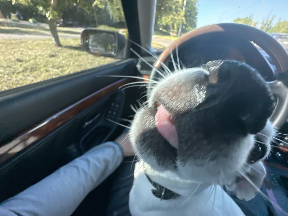 Вʼязка Джека Рассел Терʼєр