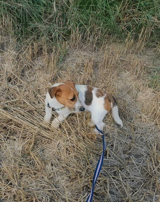 CZYTAJ OPIS ! Jack Russell Terrier szczenię piesek Tricolor włos złamany EKLER hodowla KAMA