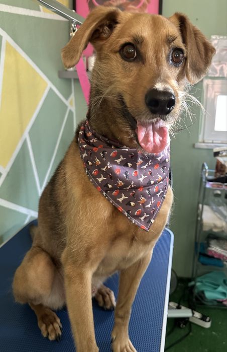 Banhos e serviços caninos