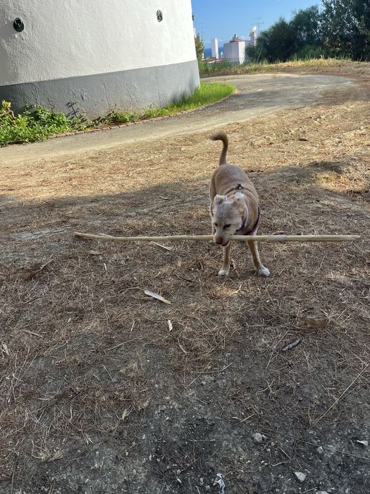 Dog walking na zona de oeiras