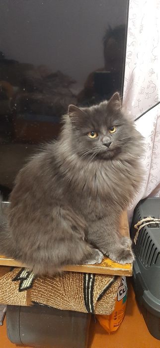 Віддам в добрі руки.