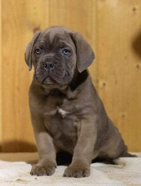 Справжні породні Корсо цуценята