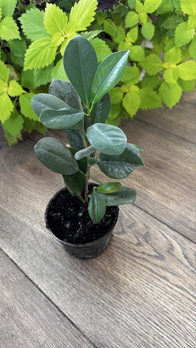 Продаються  дітки фікуса benjamina виду Moclame.