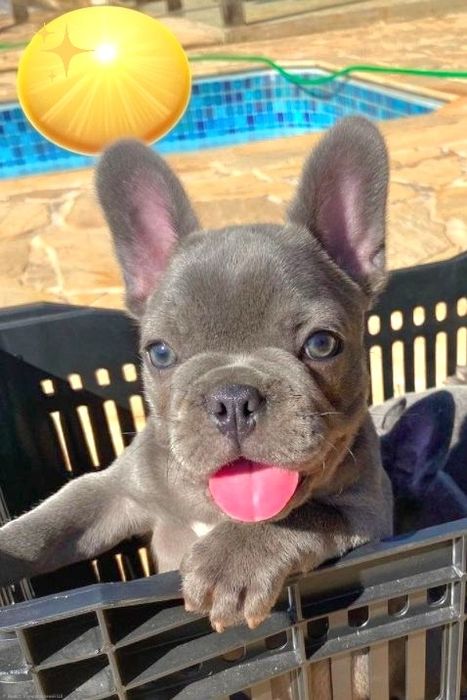 Шикарні манюні у Харкові