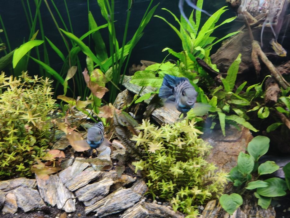 Pielęgnice blue Tiger