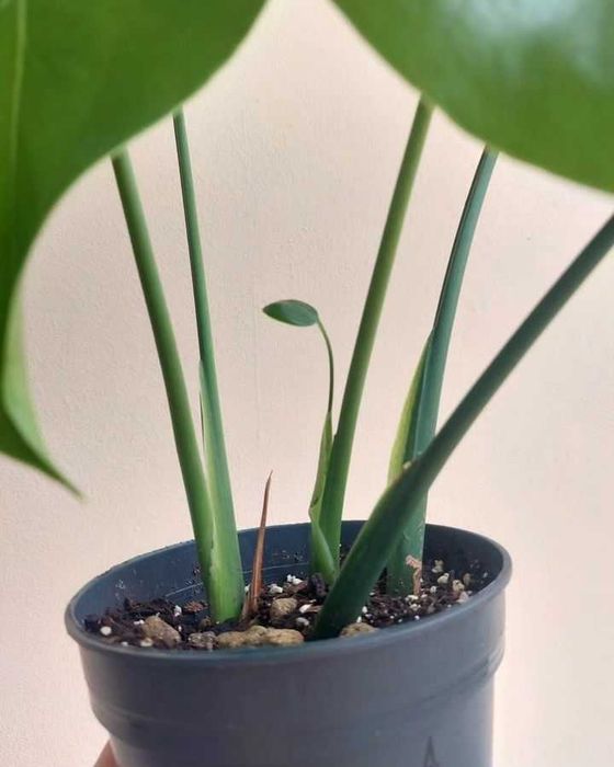 [Planta] Monstera deliciosa