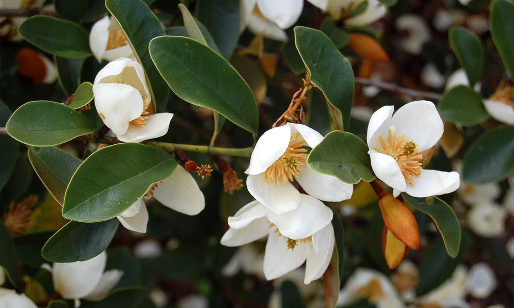 Magnolia wieczniezielona "Gail's Favourite", pachnąca!
