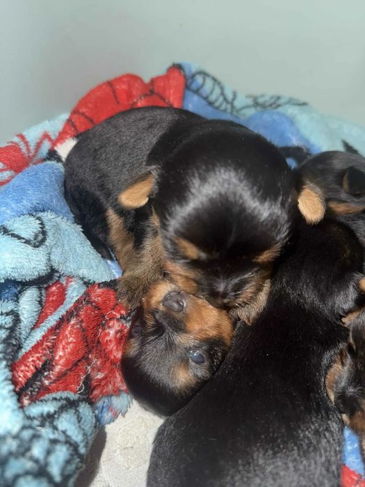 Yorkshire Terrier Miniatura Macho