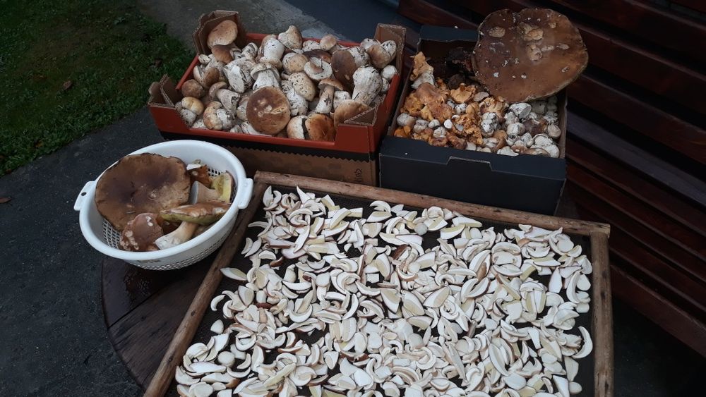 Borowik suszony EXTRA