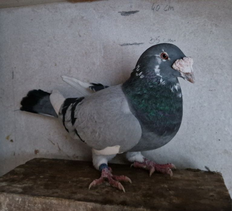 Gołębie staropolskie samce 25 - wysyłka